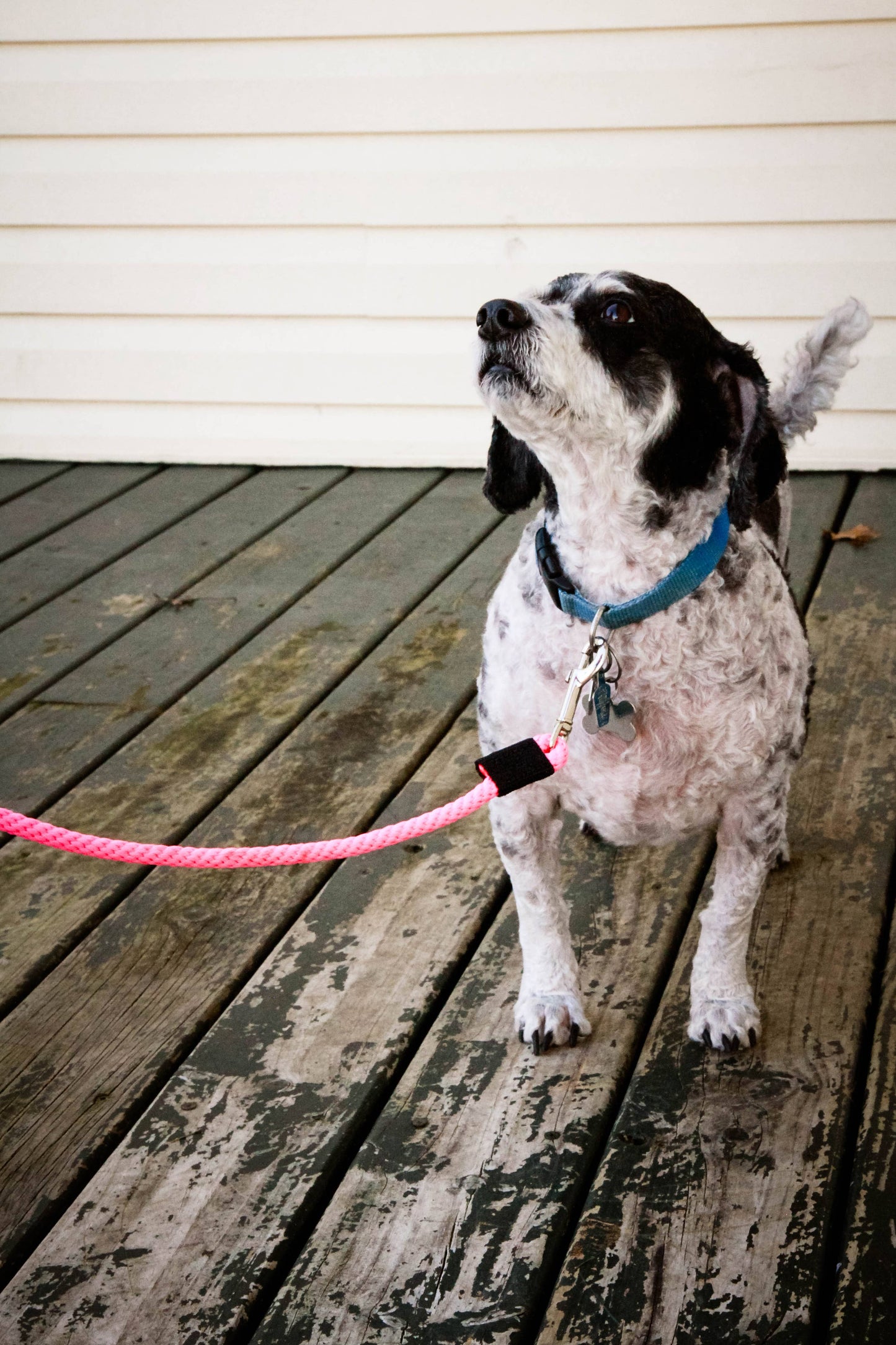 Snap Leash