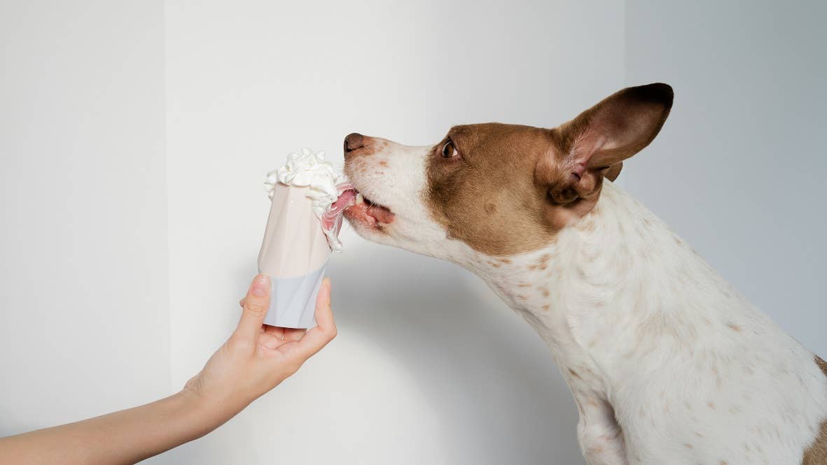 Modern Treat Filler/Stuffer Toy for Dogs - The Ubbe (6 unit)